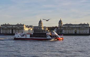 City Cruises boat in front of the Old Royal Naval College famous domes, with a seagull flying past.