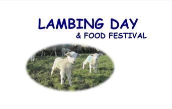 Come and see the new-born lambs and enjoy various food stalls