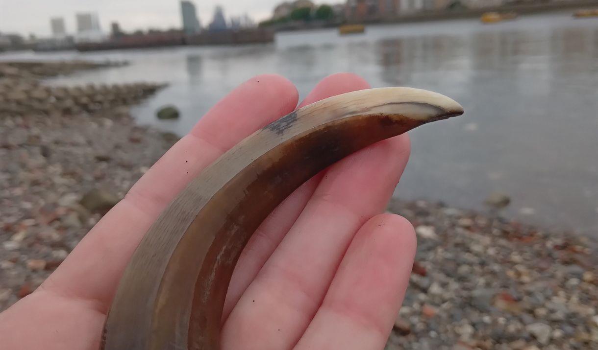 A sound walk along the Thames path featuring intertidal encounters with foreshore found objects