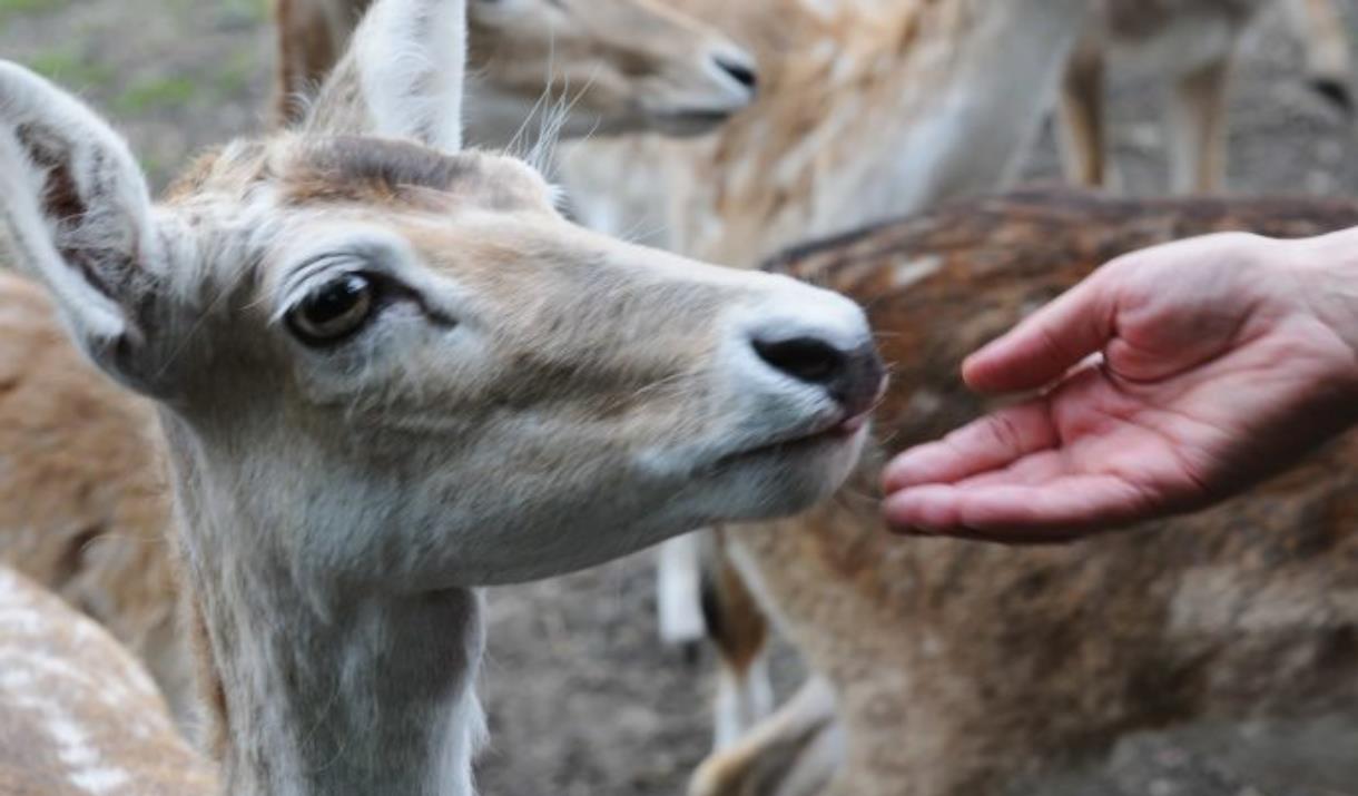 Feeding the deer by hand at Maryon Wilson Animal Park in Charlton, Greenwich.