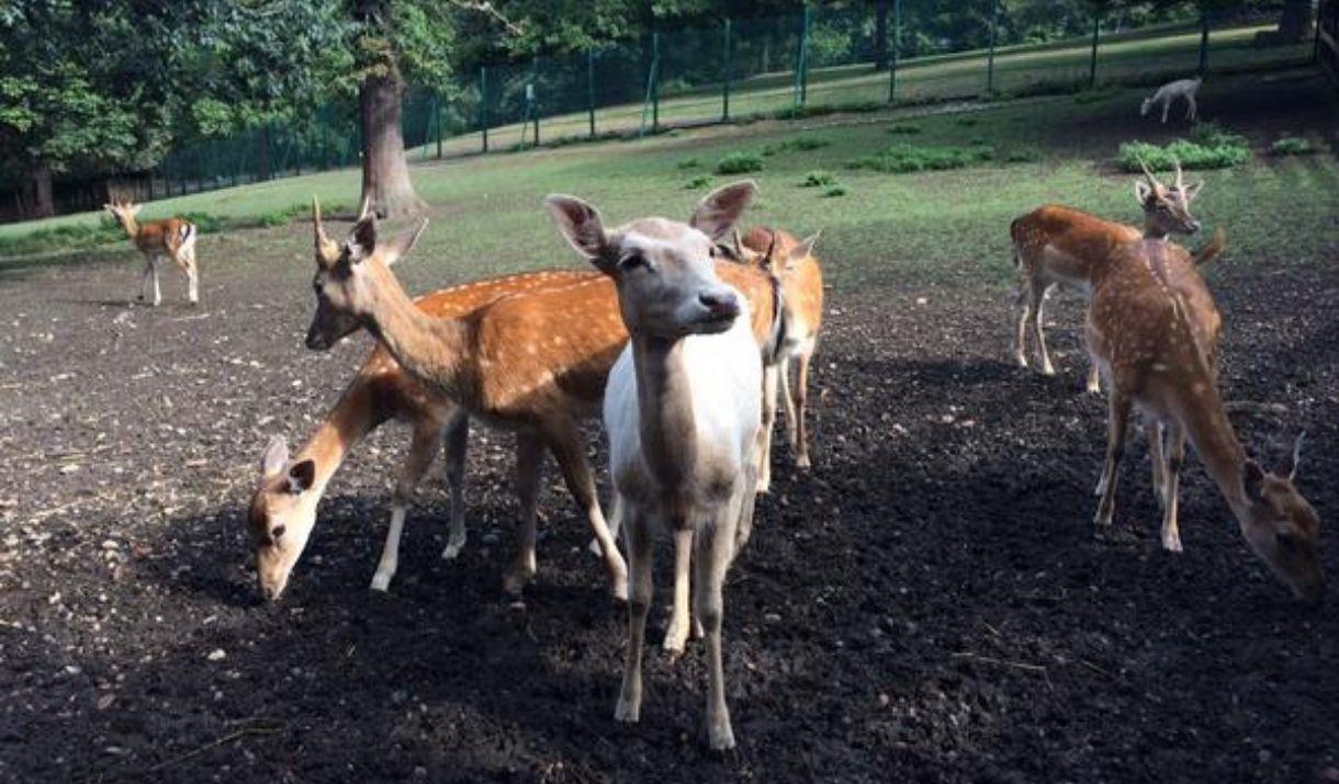 Maryon Wilson Animal Park with with seven deers around.