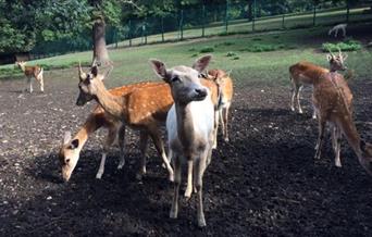 Maryon Wilson Animal Park with with seven deers around.