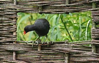 Learn about the Ecology Park and spot some of the birds of Greenwich Peninsula