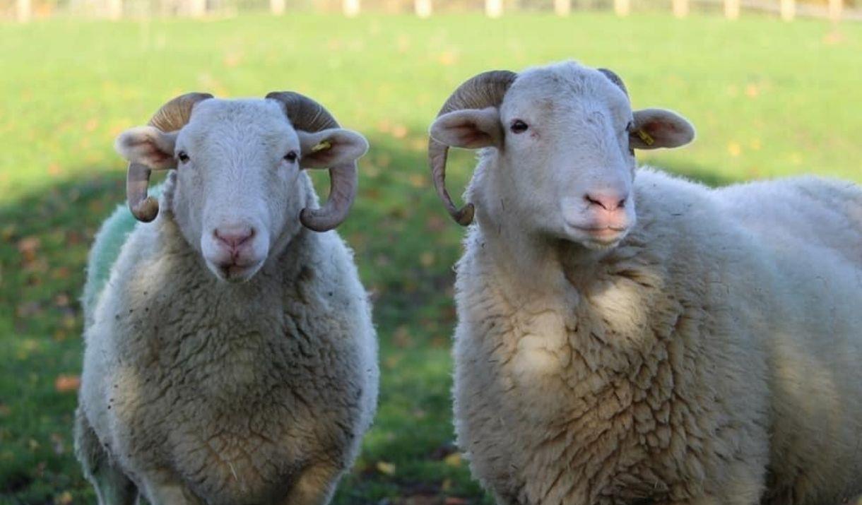 Two sheeps on the grounds of Mudchute Park & Farm, looking straight at the camera.