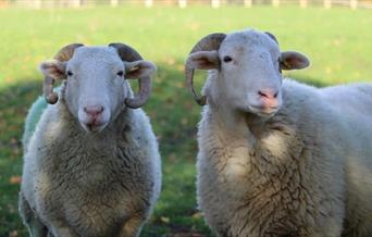 Two sheeps on the grounds of Mudchute Park & Farm, looking straight at the camera.
