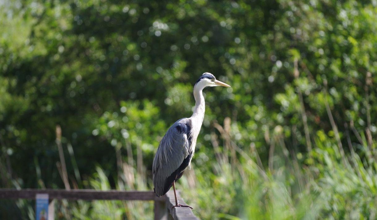 A grey heron sittiing on the fence of Greenwich Peninsual Ecology Park lake.