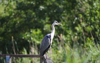 A grey heron sittiing on the fence of Greenwich Peninsual Ecology Park lake.